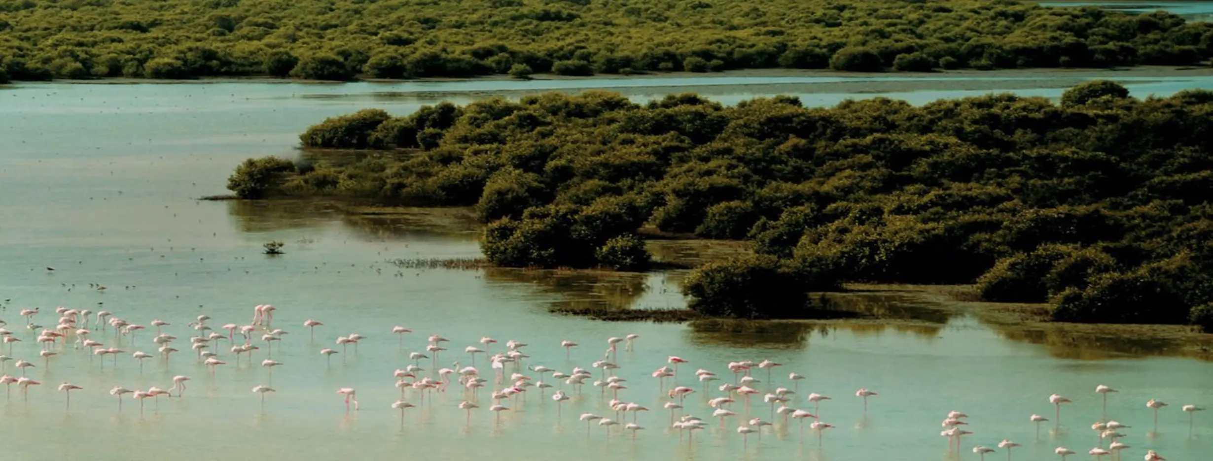 Image for Al Zorah Nature Reserve